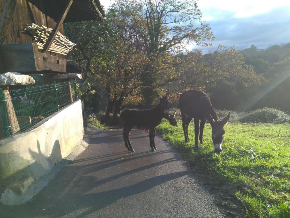 Gasthaus Casa Pepin - Sagasta Rural Oviédo Exterior foto