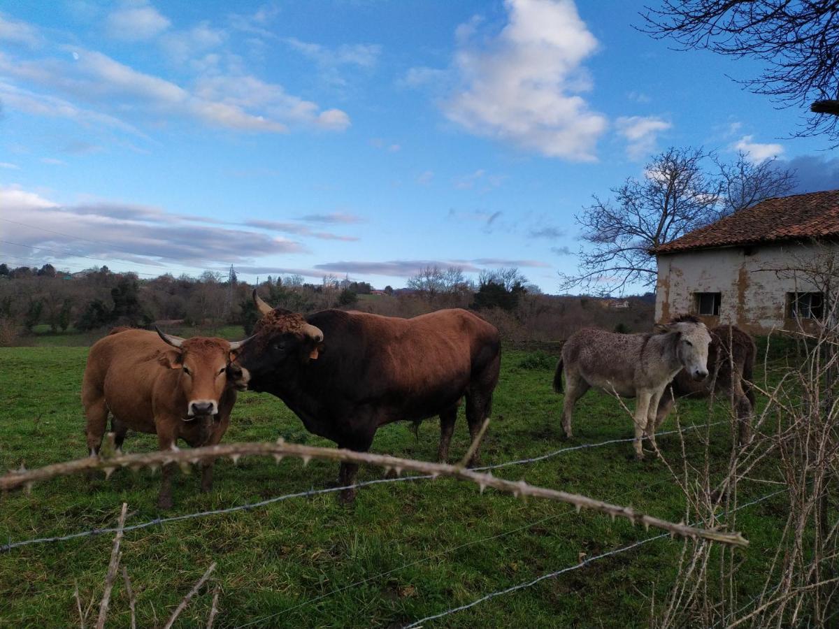 Gasthaus Casa Pepin - Sagasta Rural Oviédo Exterior foto